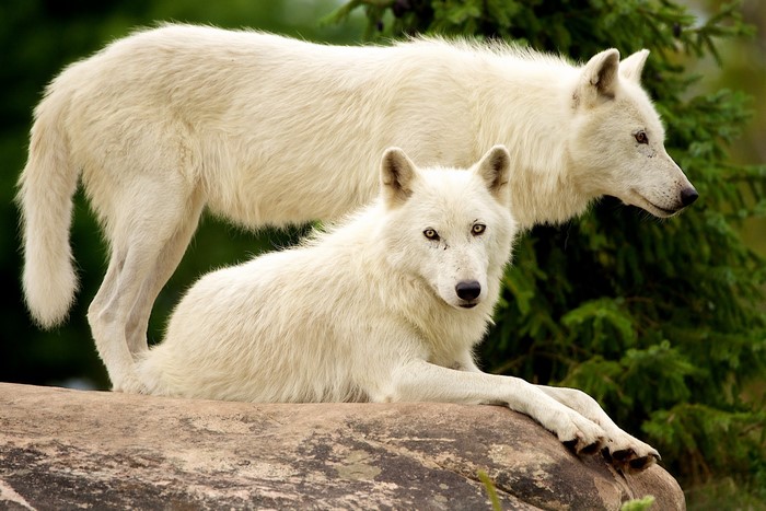 Two white wolves on a rock