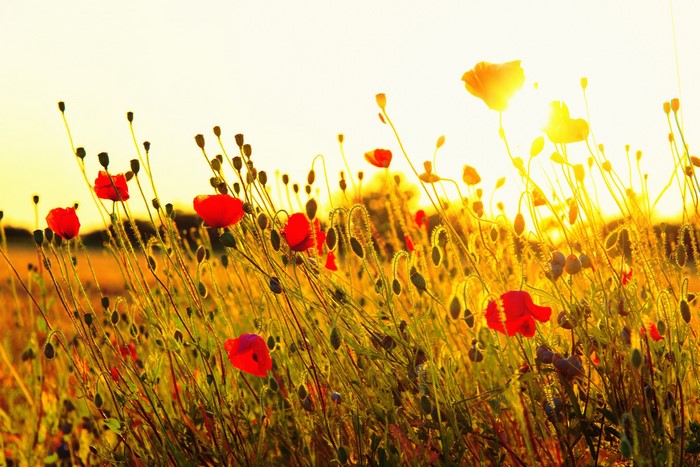 Field of red poppies at sunset
