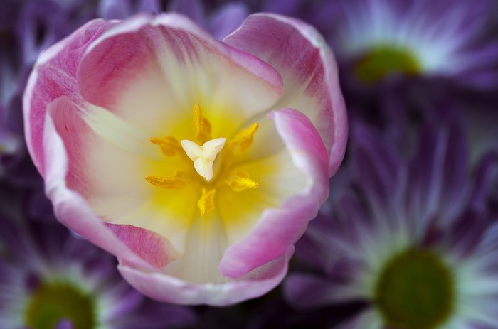 Close-up of a pink and white tulip with yellow stamen