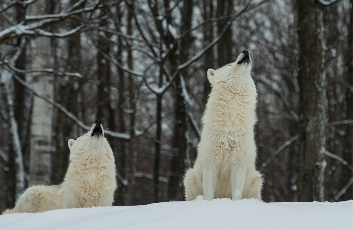 Two white wolves howling in the snow