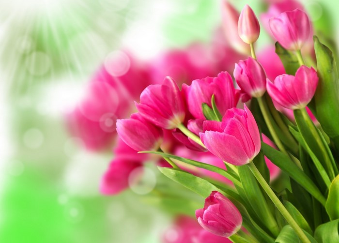 Pink Tulips with Green Stems and Leaves