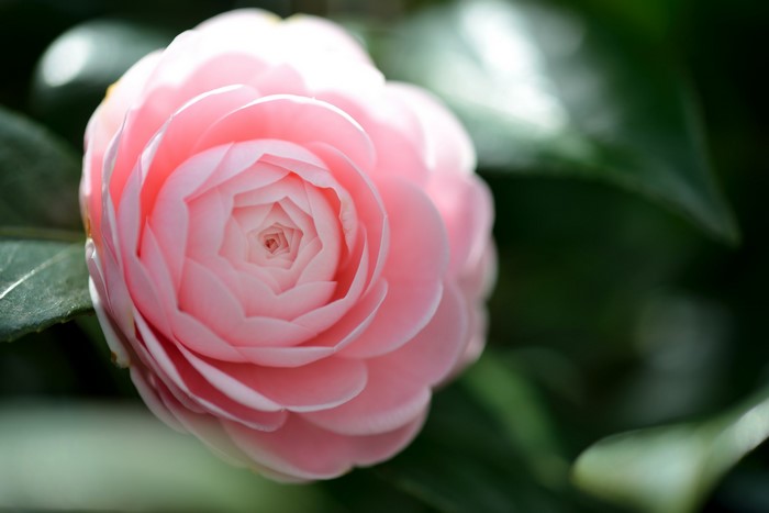 Pink Camellia flower closeup