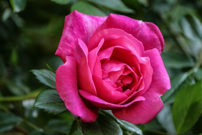 Close-up of a vibrant pink rose in bloom