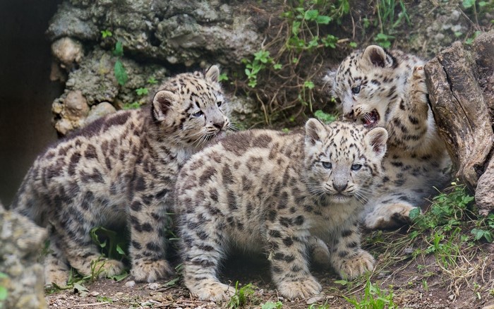 Three snow leopard cubs playing