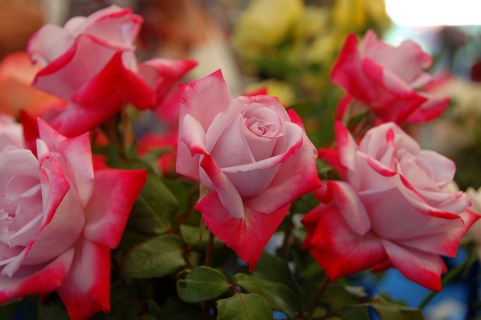 Pink and red roses with green leaves