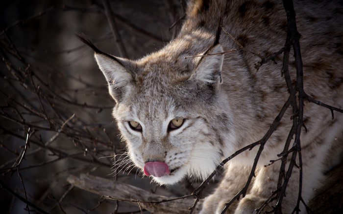 Lynx licking its nose among branches