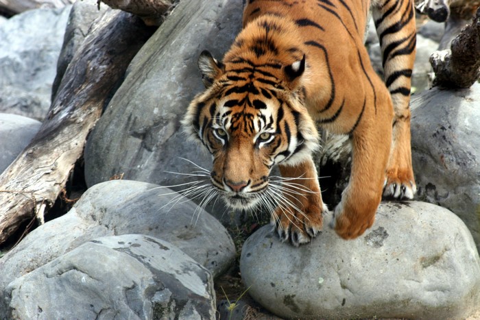 Tiger on rocks