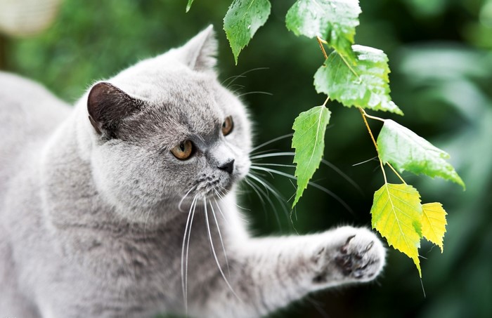Grey cat reaching for green leaves