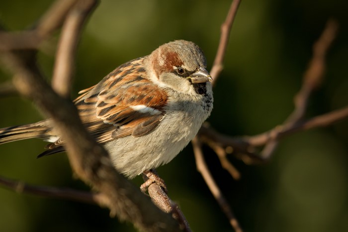 Sparrow on a branch