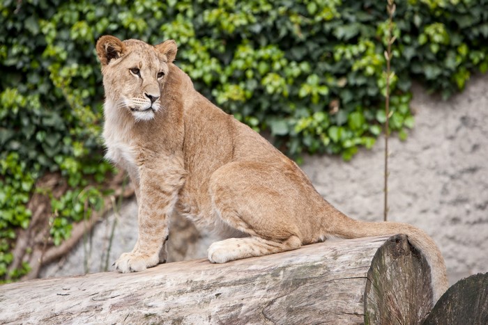 Lion sitting on a log with green foliage background