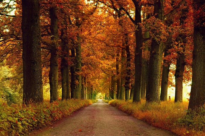 Autumn trees lining a dirt road
