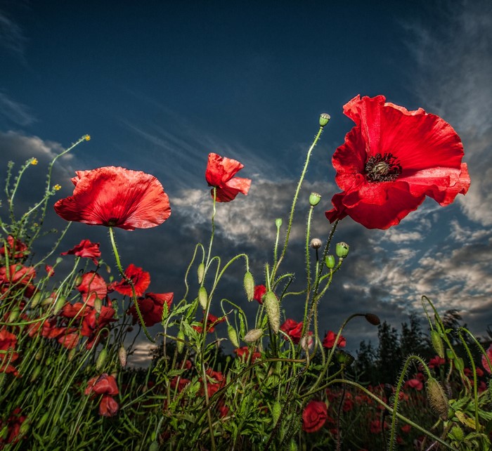 Field of red poppies under a dark, cloudy sky