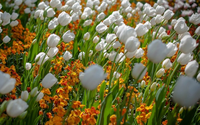 Field of white tulips and orange flowers