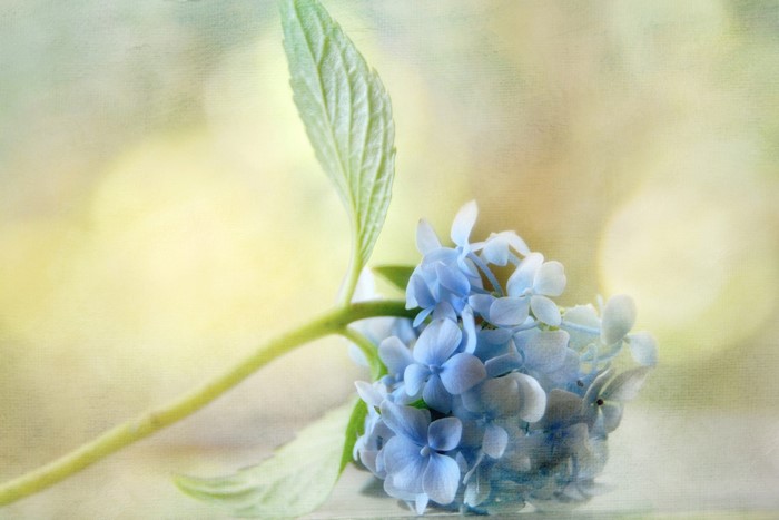 Blue Hydrangea flower with green leaf
