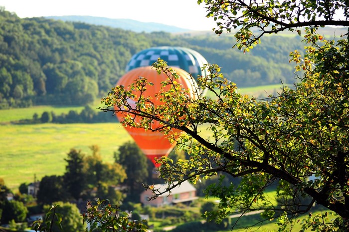 Hot air balloons over a green landscape with tree branches