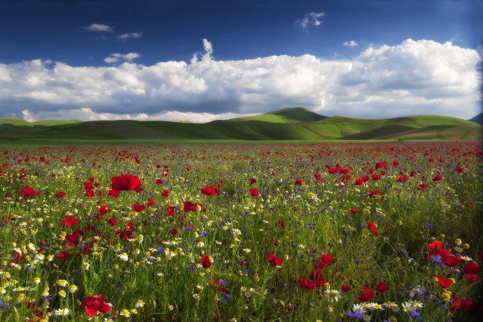 Field of poppies and wildflowers under a cloudy blue sky