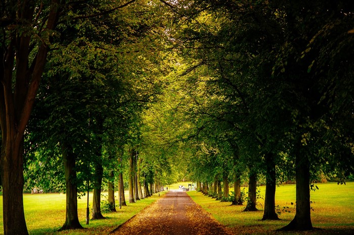 Tree-lined path in a park with fallen leaves