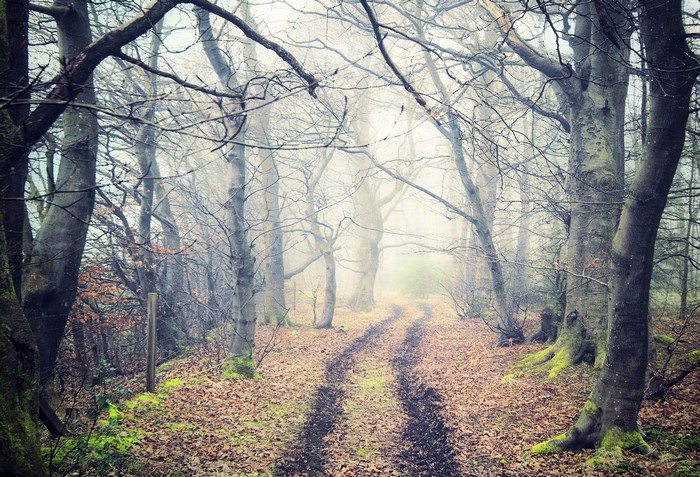 Forest path in autumn fog