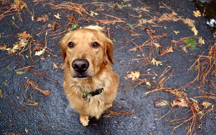 Golden Retriever dog looking up from the ground