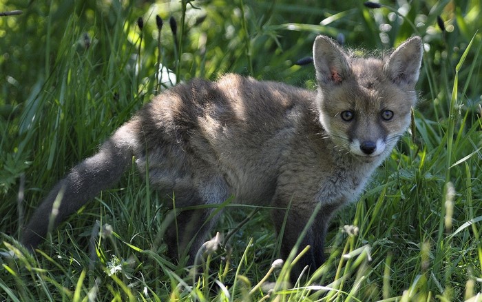 A young fox cub stands in tall green grass