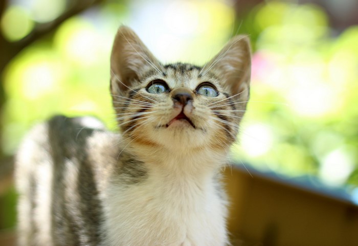 Kitten looking up with bright eyes
