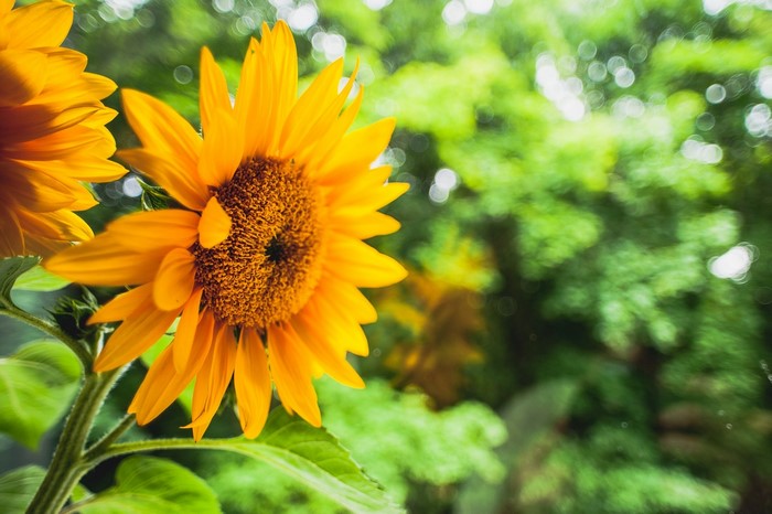 Two sunflowers in a garden