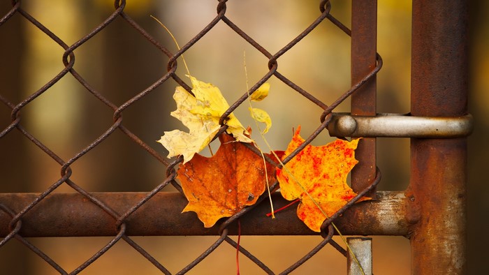 Autumn leaves on a rusty chain-link fence