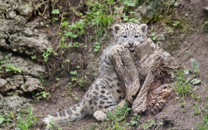 Snow leopard cub resting on a tree stump
