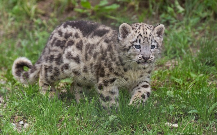 Snow leopard cub walking in grass