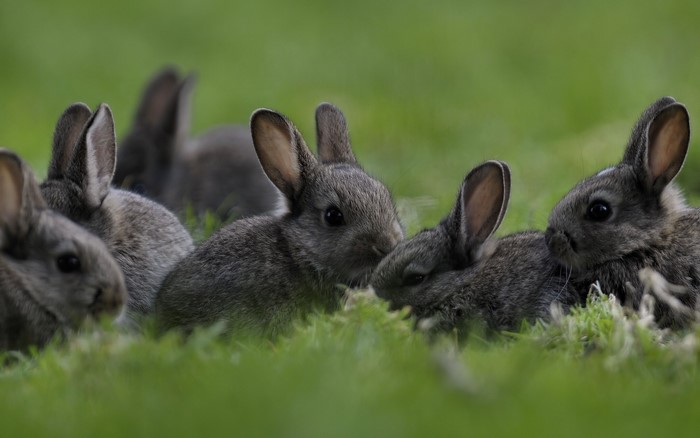 Group of baby rabbits in green grass