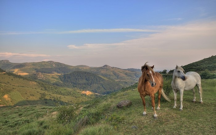 Two horses in a mountainous landscape