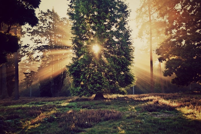 Sunbeams through trees in a forest clearing