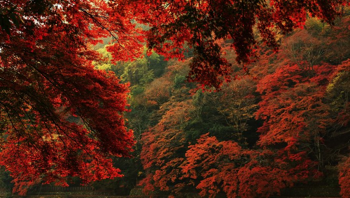 Autumn Foliage on a Hillside