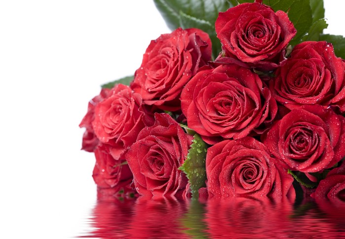 Many Red Roses with Water Droplets