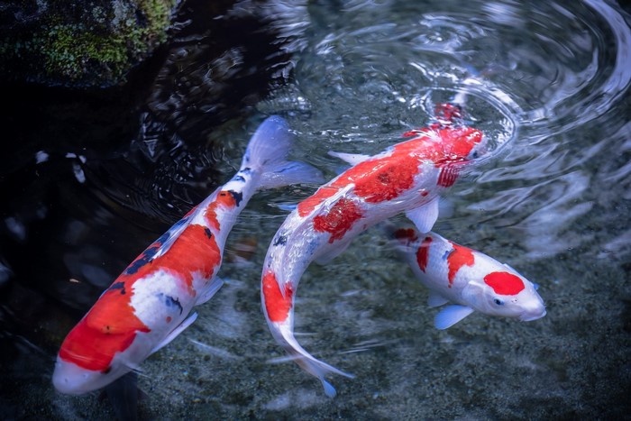 Three Koi fish swimming in clear water