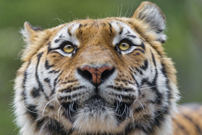 Close-up of a tiger's face