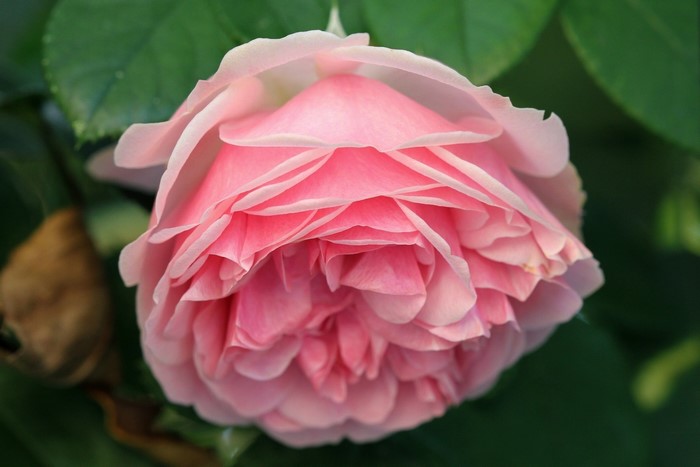Close-up of a pink rose with layered petals