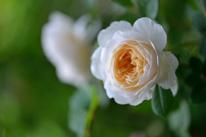 Close-up of a white and yellow rose