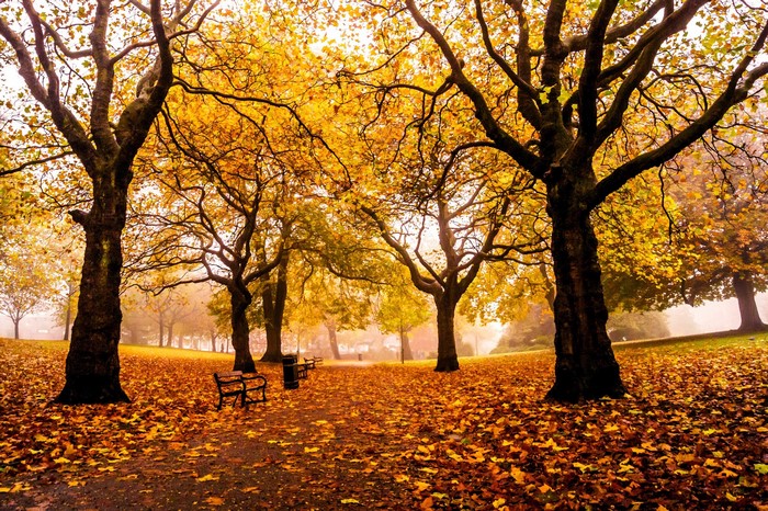 Autumn in Sheffield Weston Park, United Kingdom