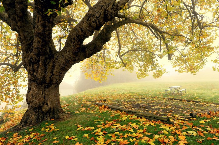 Autumn tree with fallen leaves and picnic table in fog