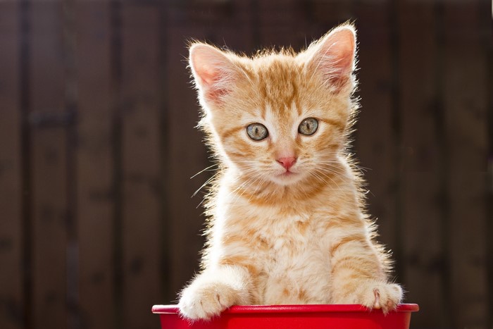 Orange tabby kitten in a red bucket