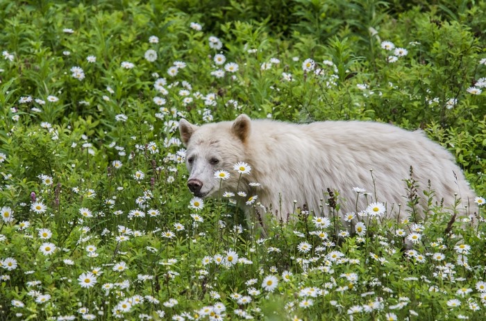 White Kermode bear in a field of daisies