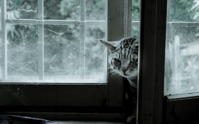 Cat peeking through a dirty window