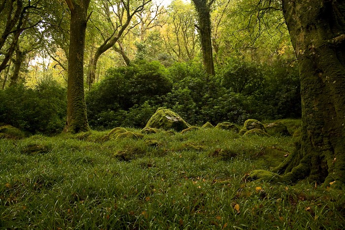 Forest with mossy rocks and trees