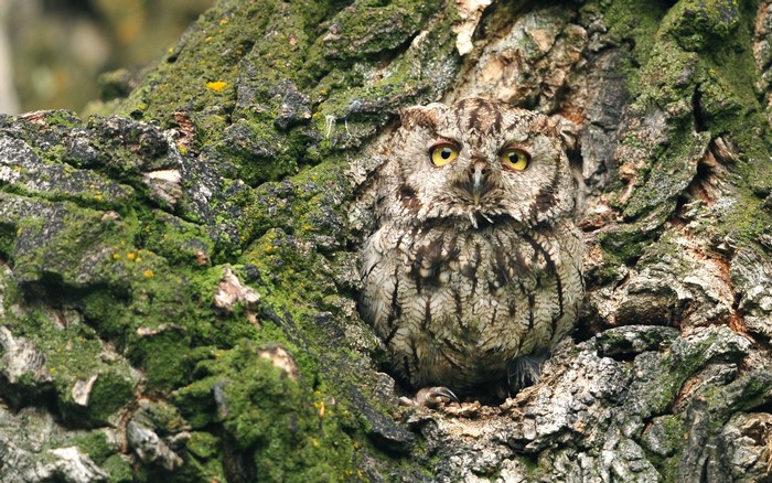 An owl camouflaged in a mossy tree hollow