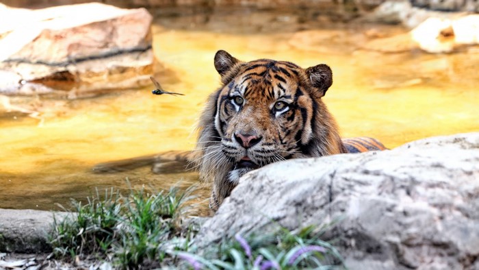 Tiger in water with a dragonfly