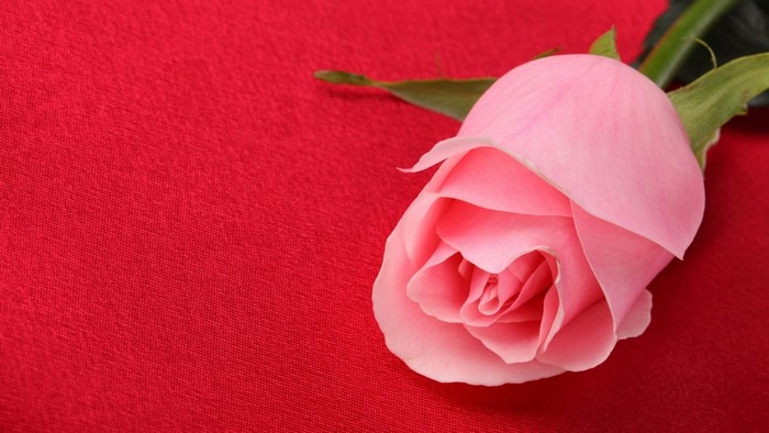 Pink rose on red background