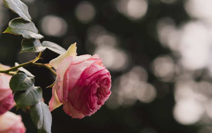 Pink and yellow rose with green leaves