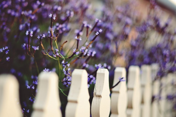 Purple flowers behind a white picket fence