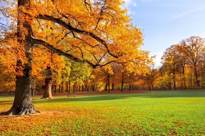 Autumn Park with Golden Trees and Green Grass